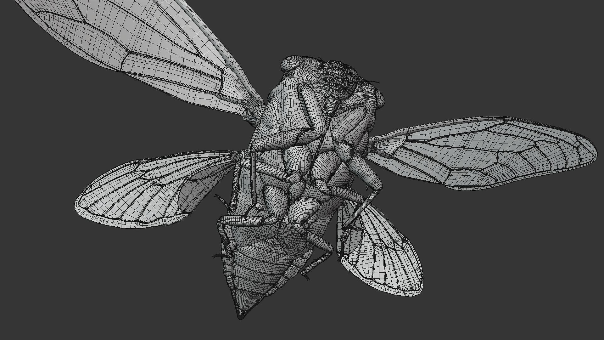 Cicada Animated 3D model_39