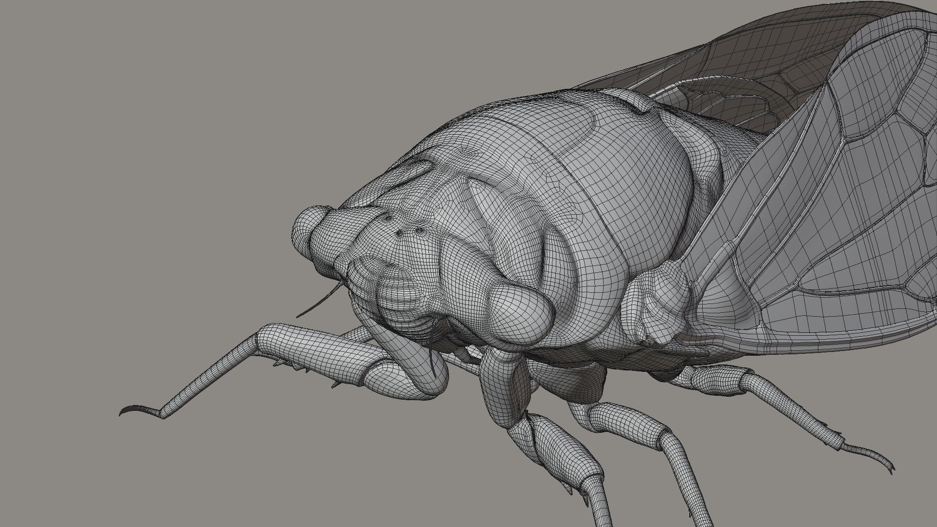 Cicada Animated 3D model_29