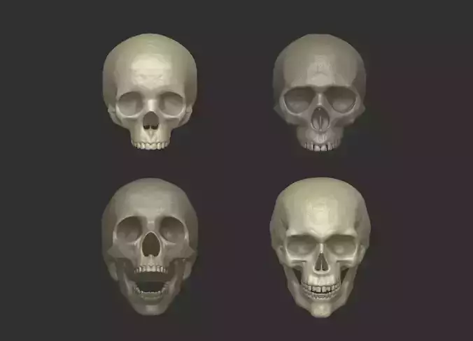 Human skull sculpt 3D model
