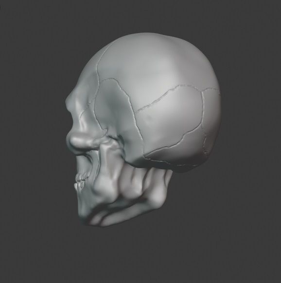 Skull human 3D print model_4