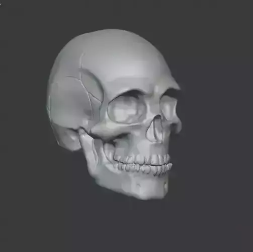 Skull human 3D print model