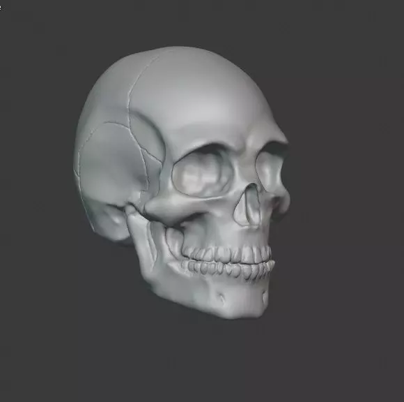 Skull human 3D print model_0