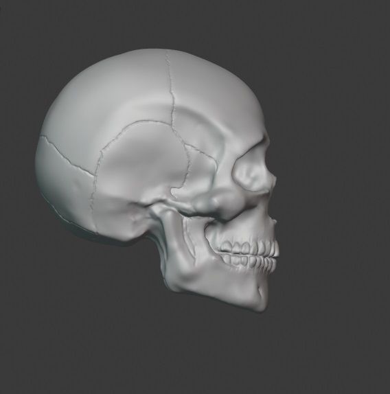 Skull human 3D print model_1