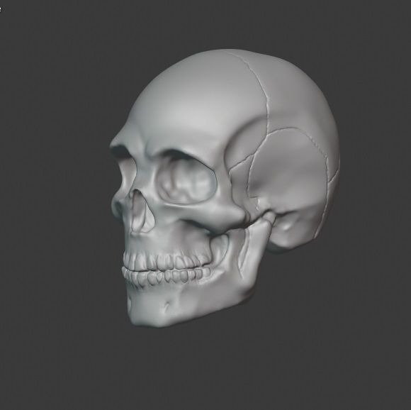 Skull human 3D print model_3