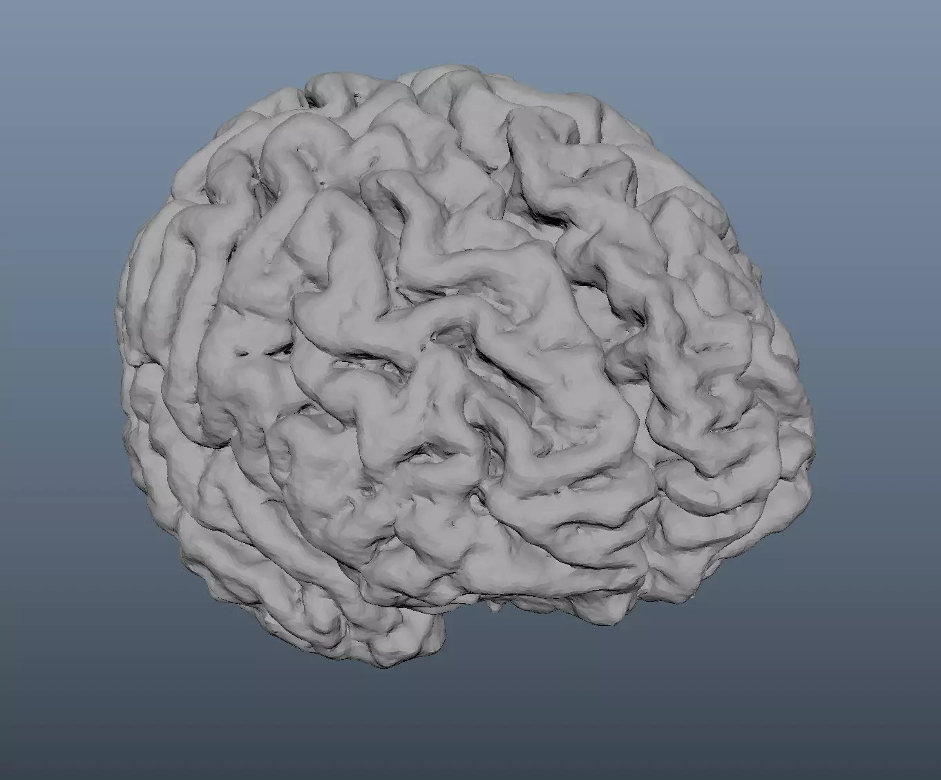 Brain human Free 3D model_0