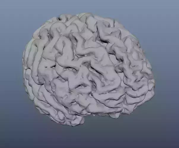 Brain human