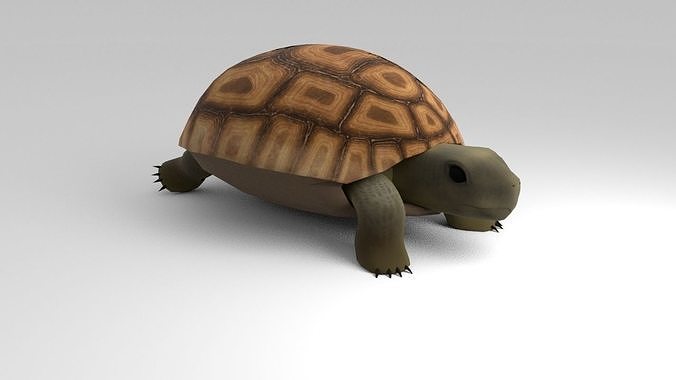 Land Turtle Low-poly 3D model