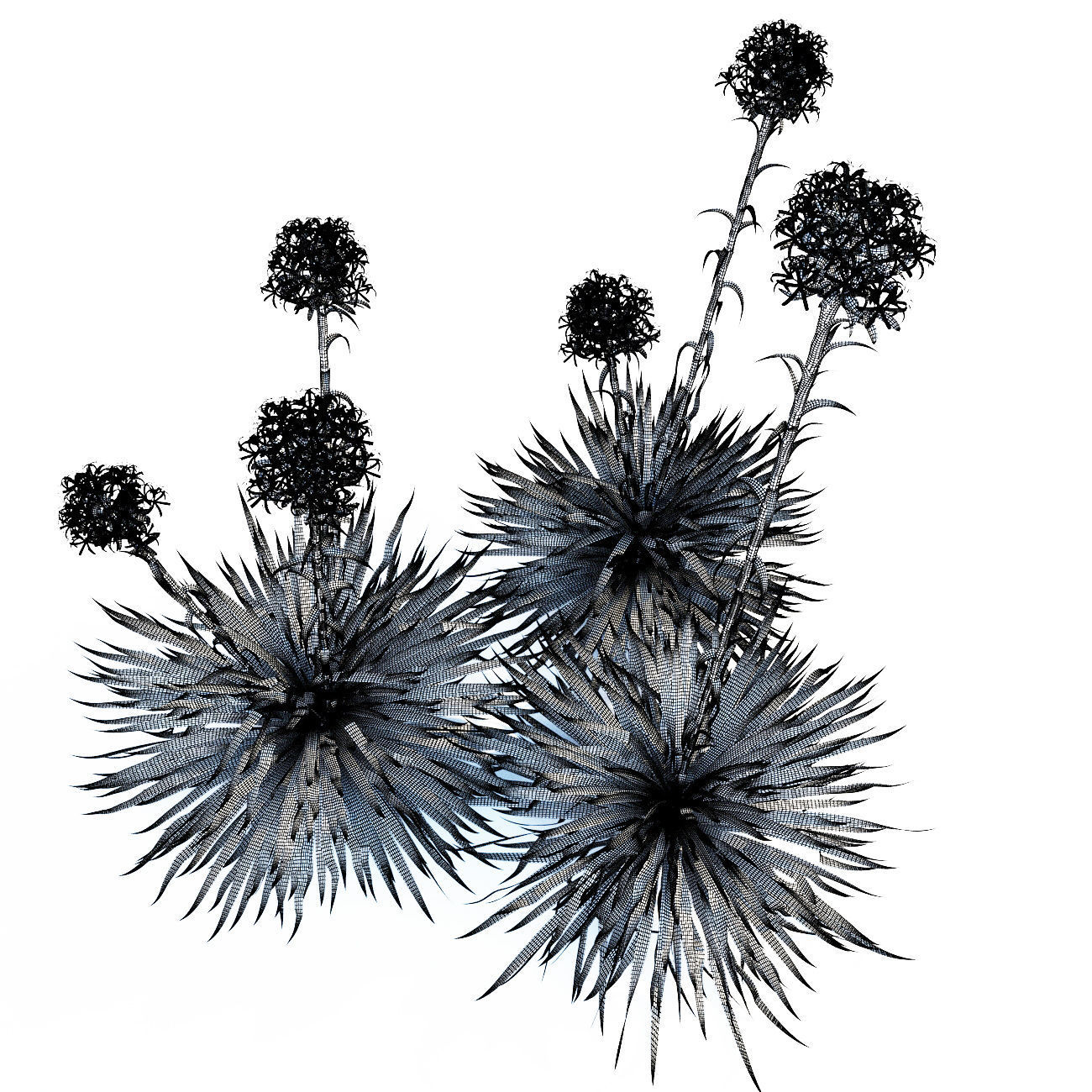 Gymea Lily  Doryanthes excelsa 3D model_4