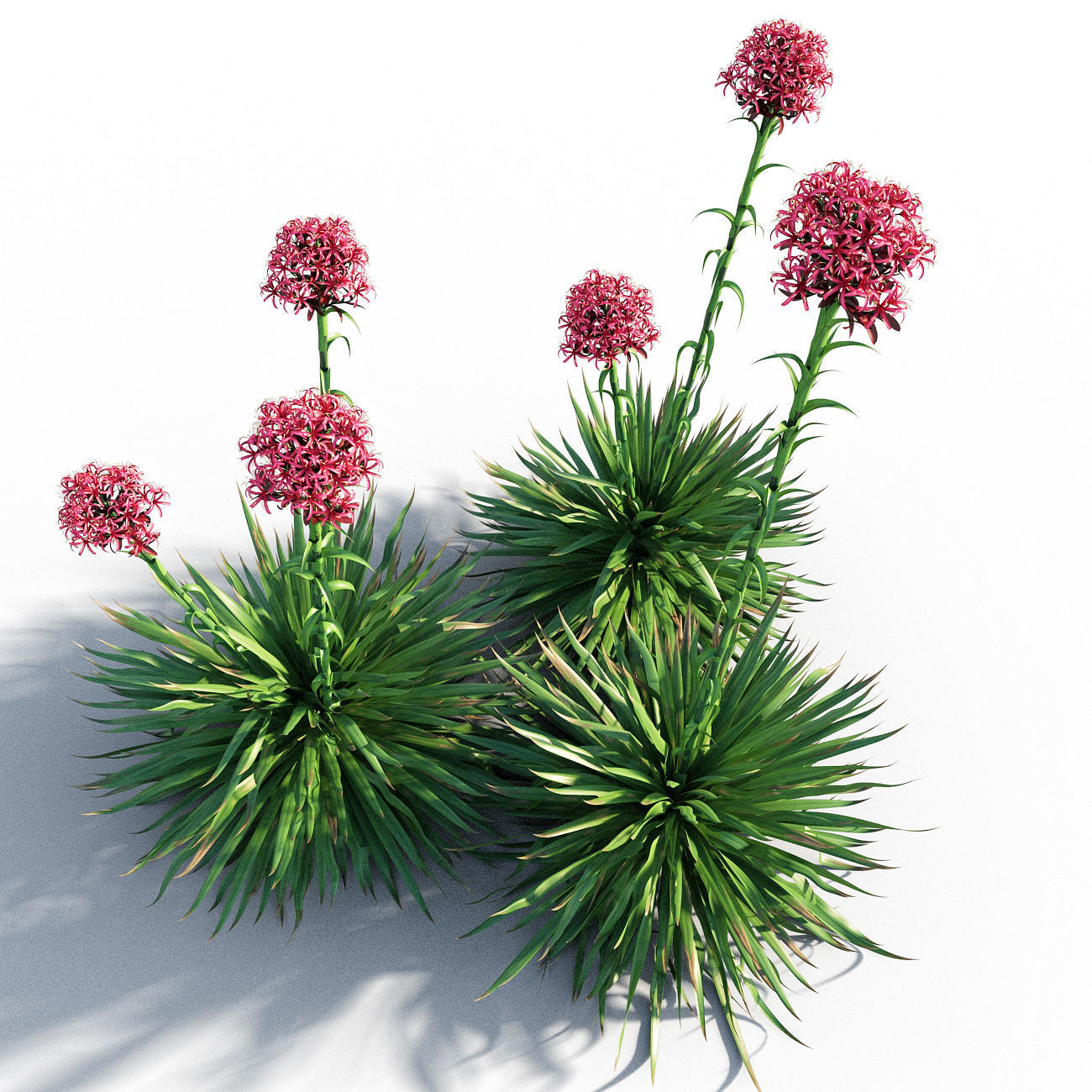 Gymea Lily  Doryanthes excelsa 3D model_2