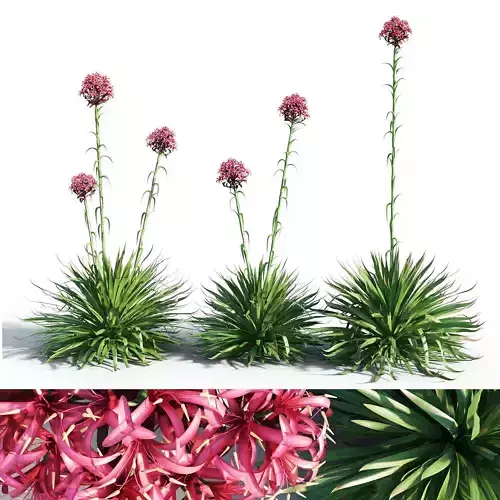 Gymea Lily  Doryanthes excelsa 3D model