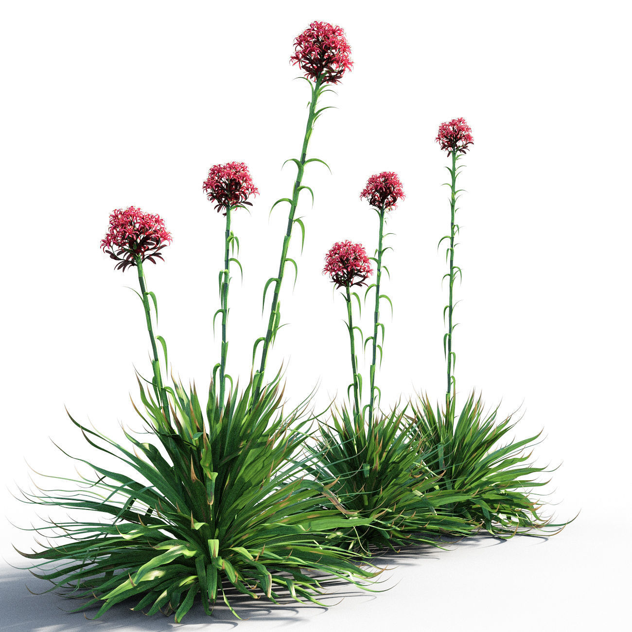 Gymea Lily  Doryanthes excelsa 3D model_1