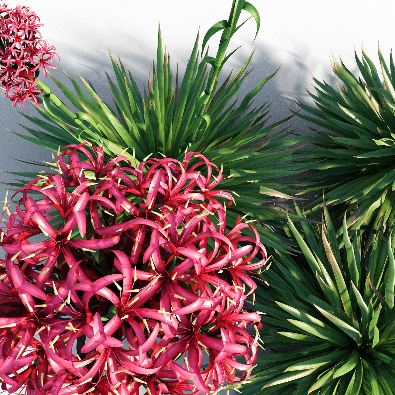 Gymea Lily  Doryanthes excelsa 3D model_3