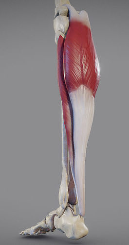 Leg Muscles - Posterior Superficial Muscle Group Low-poly 3D model