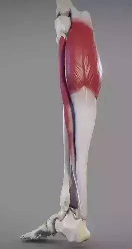Leg Muscles - Posterior Superficial Muscle Group Low-poly 3D model