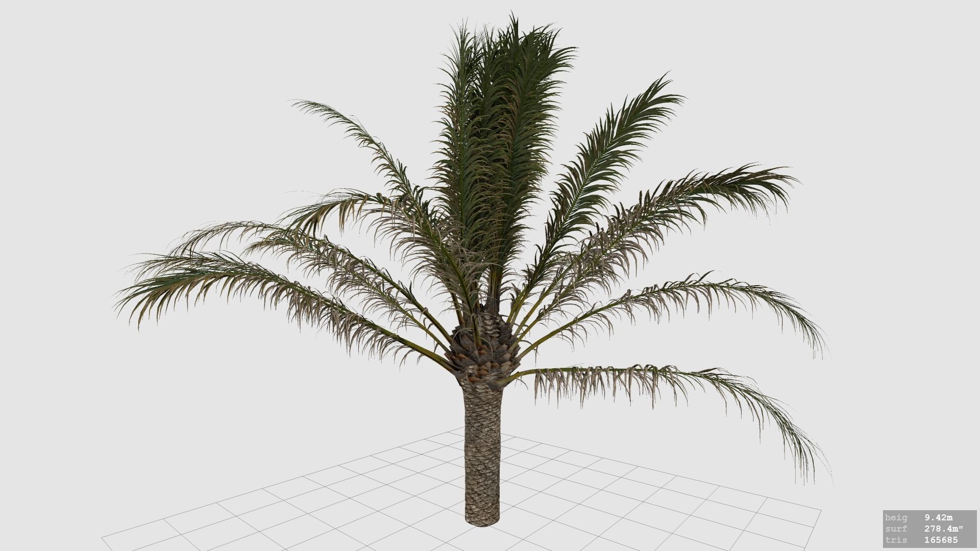 Palm Tree - Pineapple Palm - Phoenix Canariensis 3D model_6