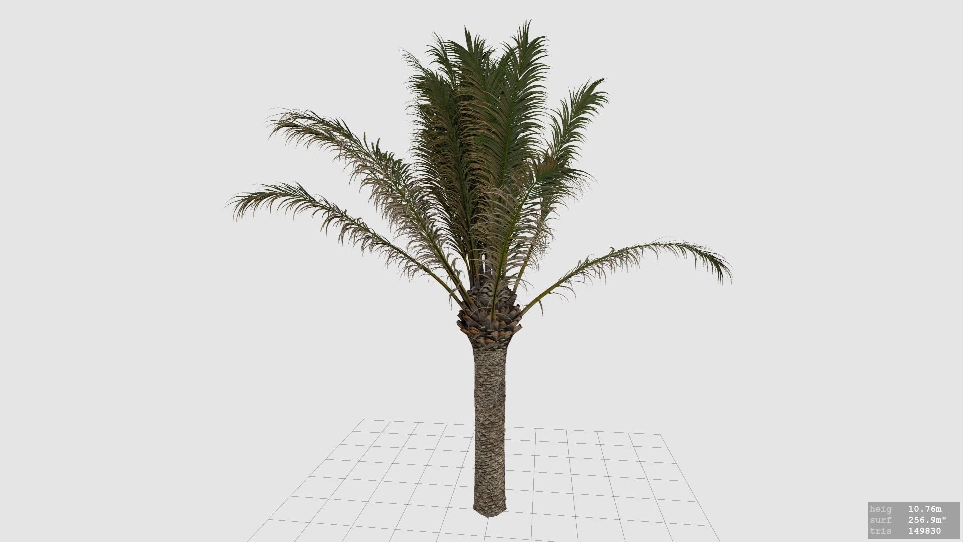 Palm Tree - Pineapple Palm - Phoenix Canariensis 3D model_7