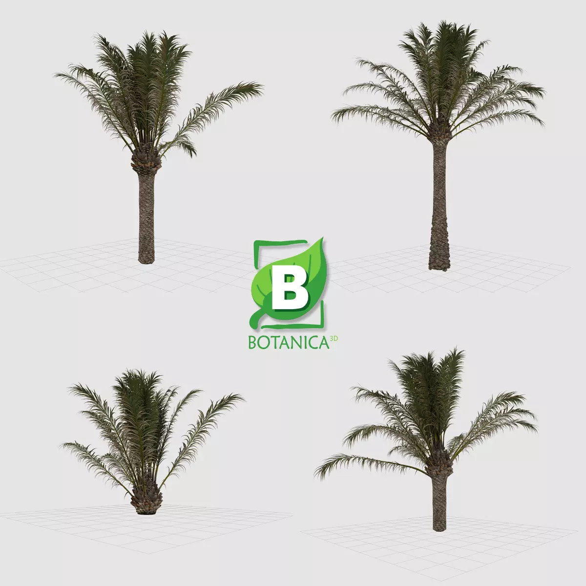 Palm Tree - Pineapple Palm - Phoenix Canariensis 3D model_0