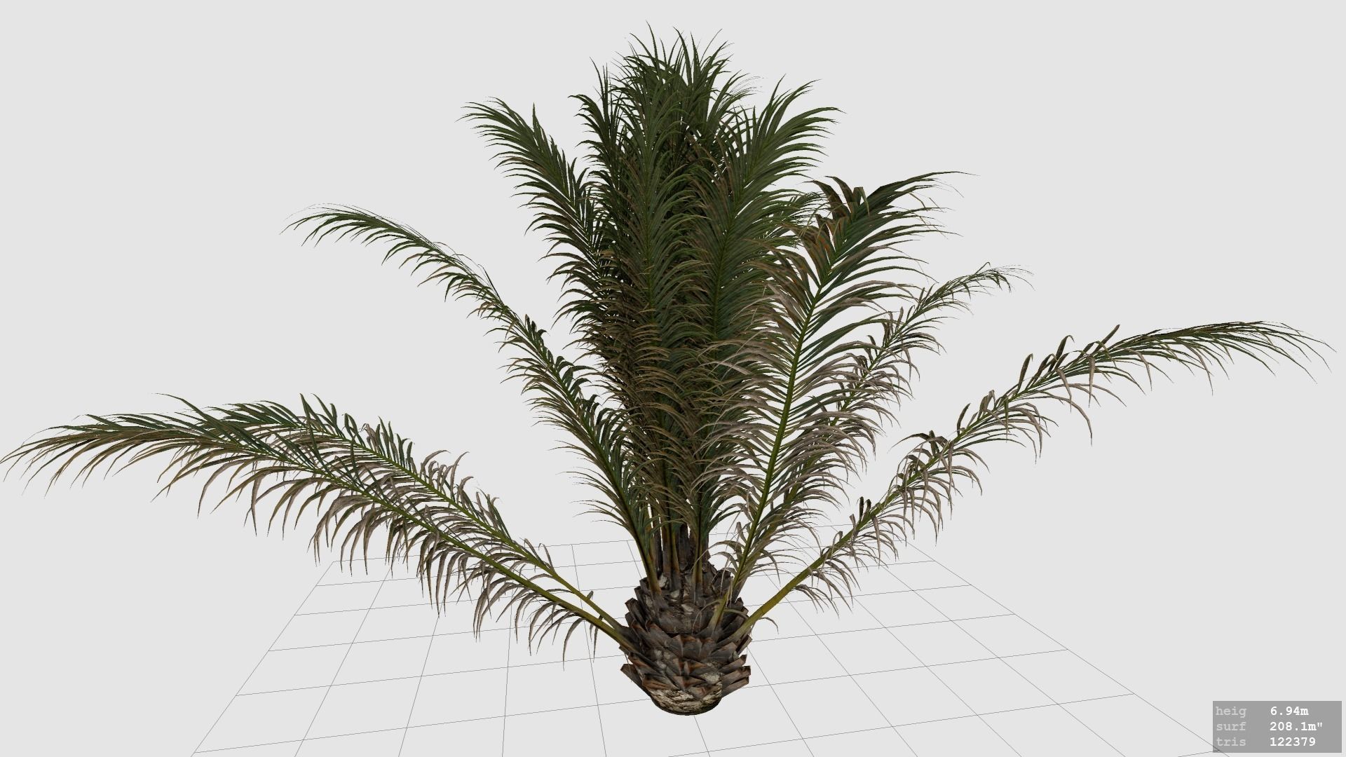 Palm Tree - Pineapple Palm - Phoenix Canariensis 3D model_5