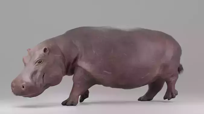 Hippopotamus Rigged and Tested for Animatetion Low-poly 3D model