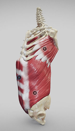 External Oblique And Linea Alba Low-poly 3D model
