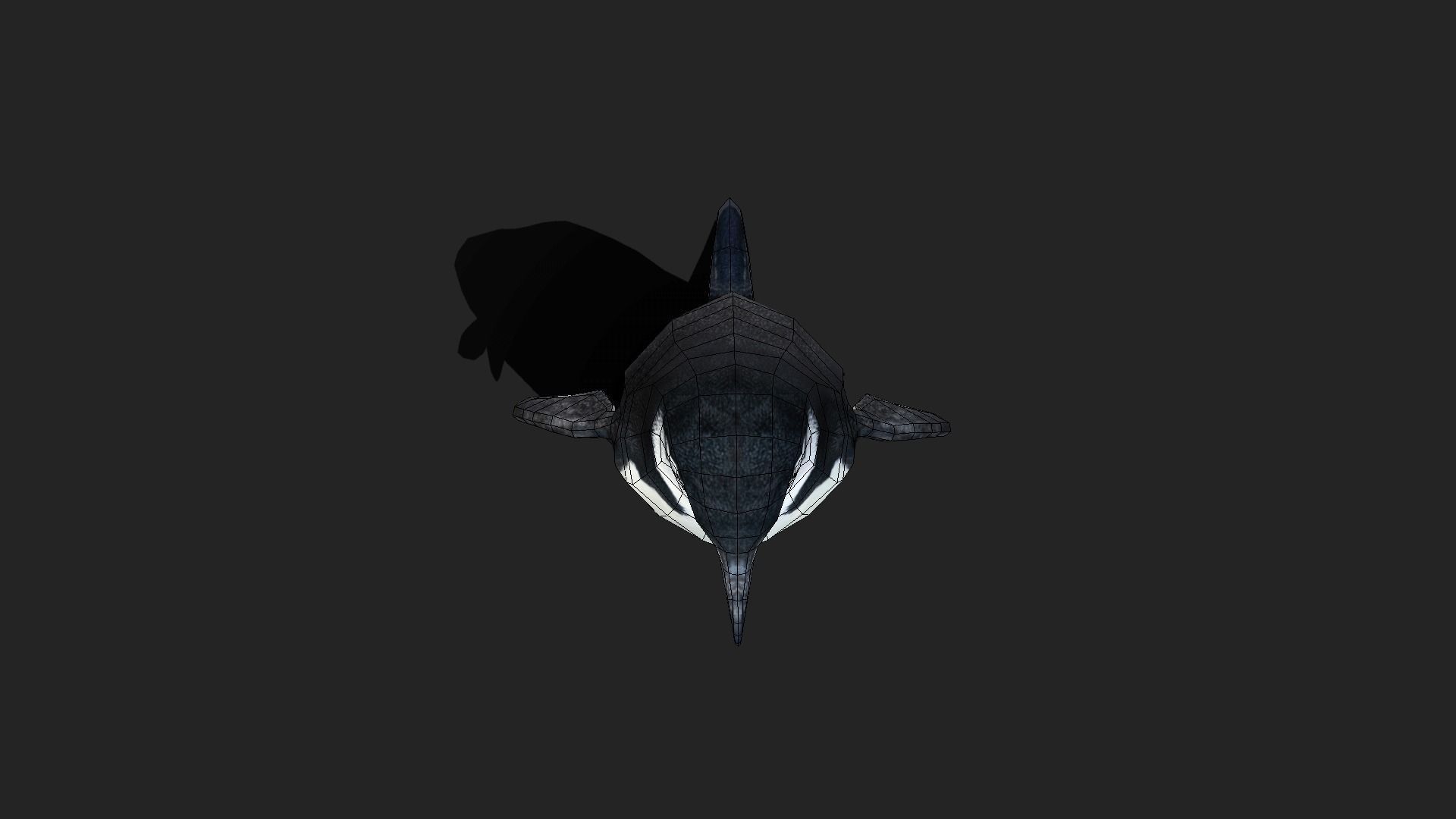 Chinstrap Penguin - Animated Low-poly 3D model_12