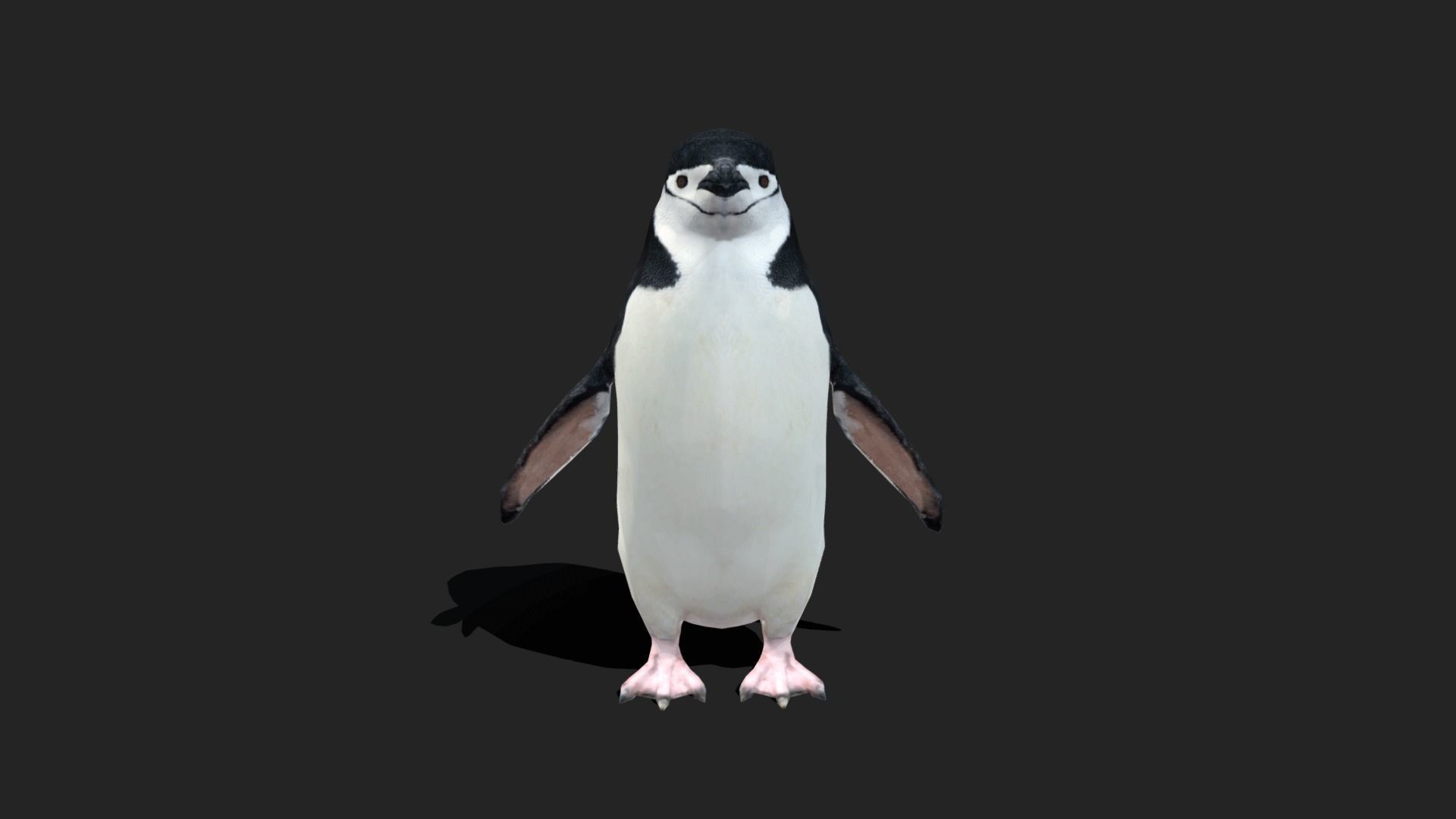 Chinstrap Penguin - Animated Low-poly 3D model_19