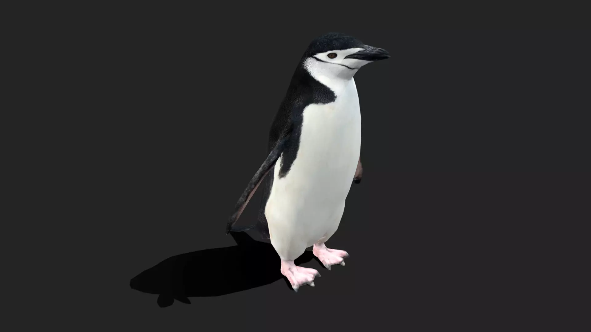 Chinstrap Penguin - Animated Low-poly 3D model_0
