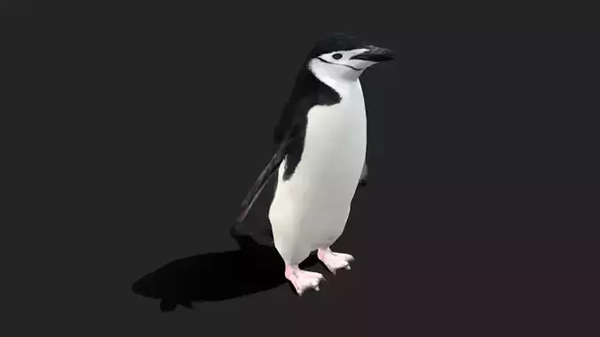 Chinstrap Penguin - Animated