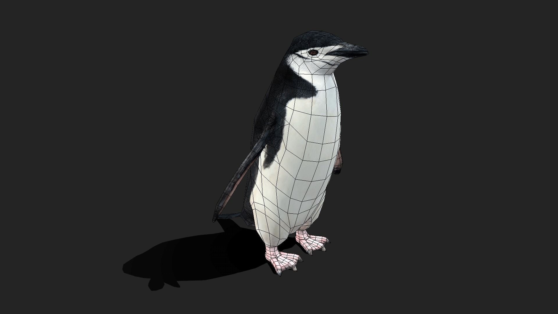 Chinstrap Penguin - Animated Low-poly 3D model_2