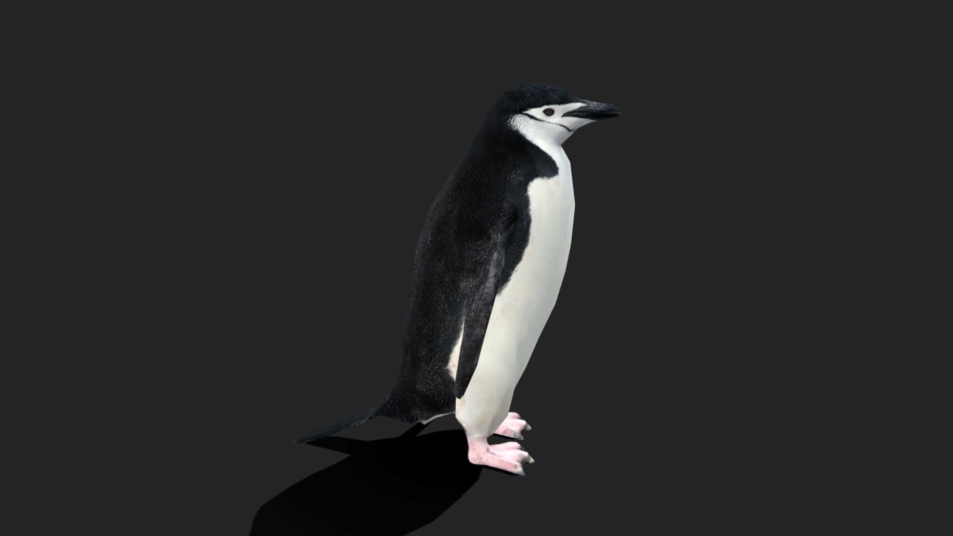 Chinstrap Penguin - Animated Low-poly 3D model_17