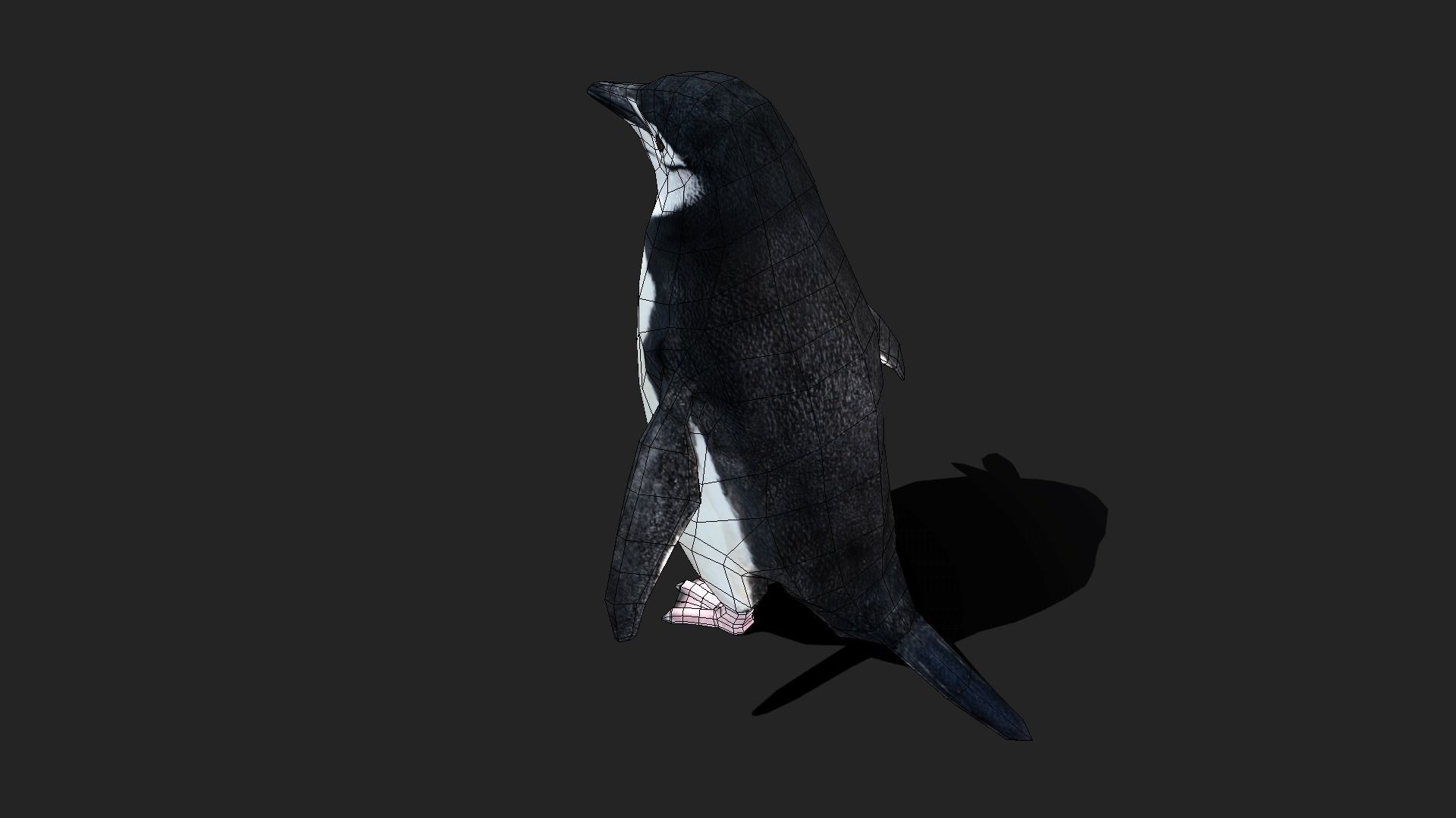Chinstrap Penguin - Animated Low-poly 3D model_6