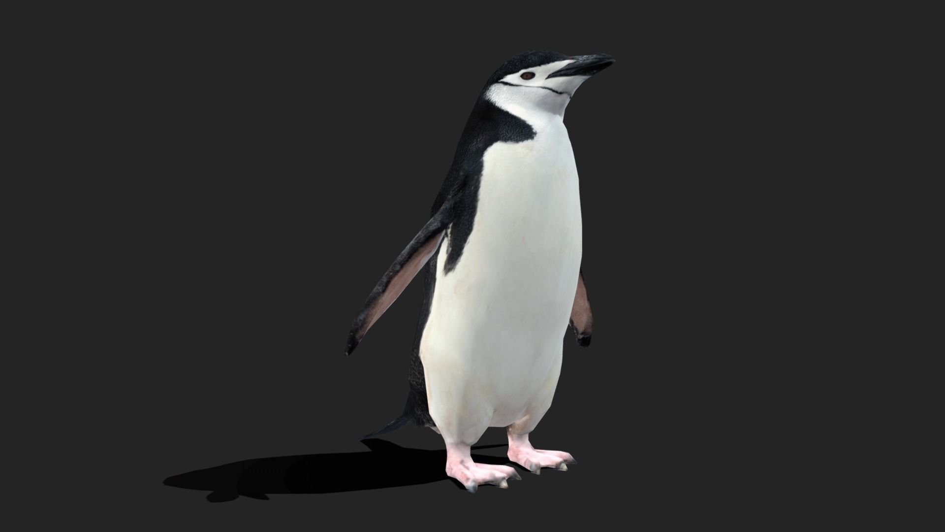 Chinstrap Penguin - Animated Low-poly 3D model_3