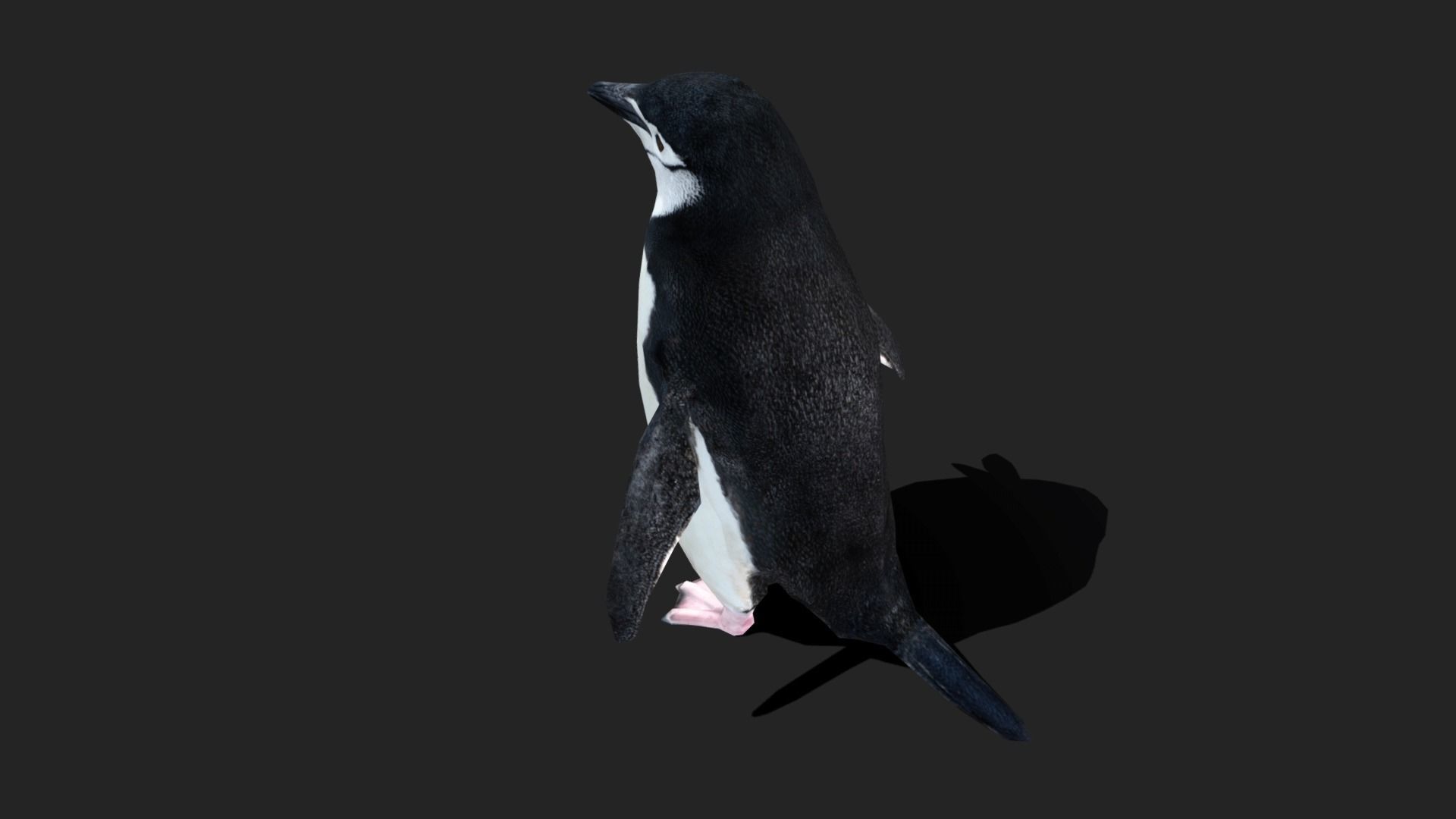 Chinstrap Penguin - Animated Low-poly 3D model_7