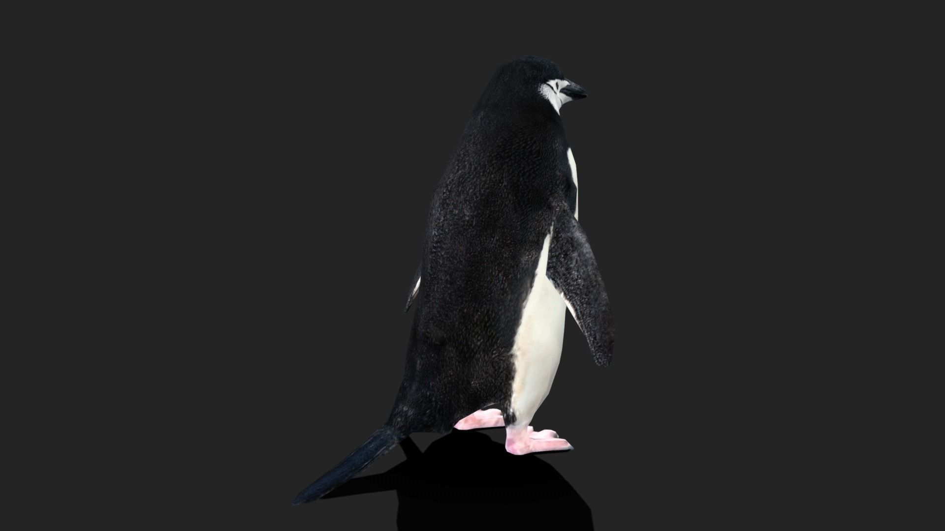 Chinstrap Penguin - Animated Low-poly 3D model_9