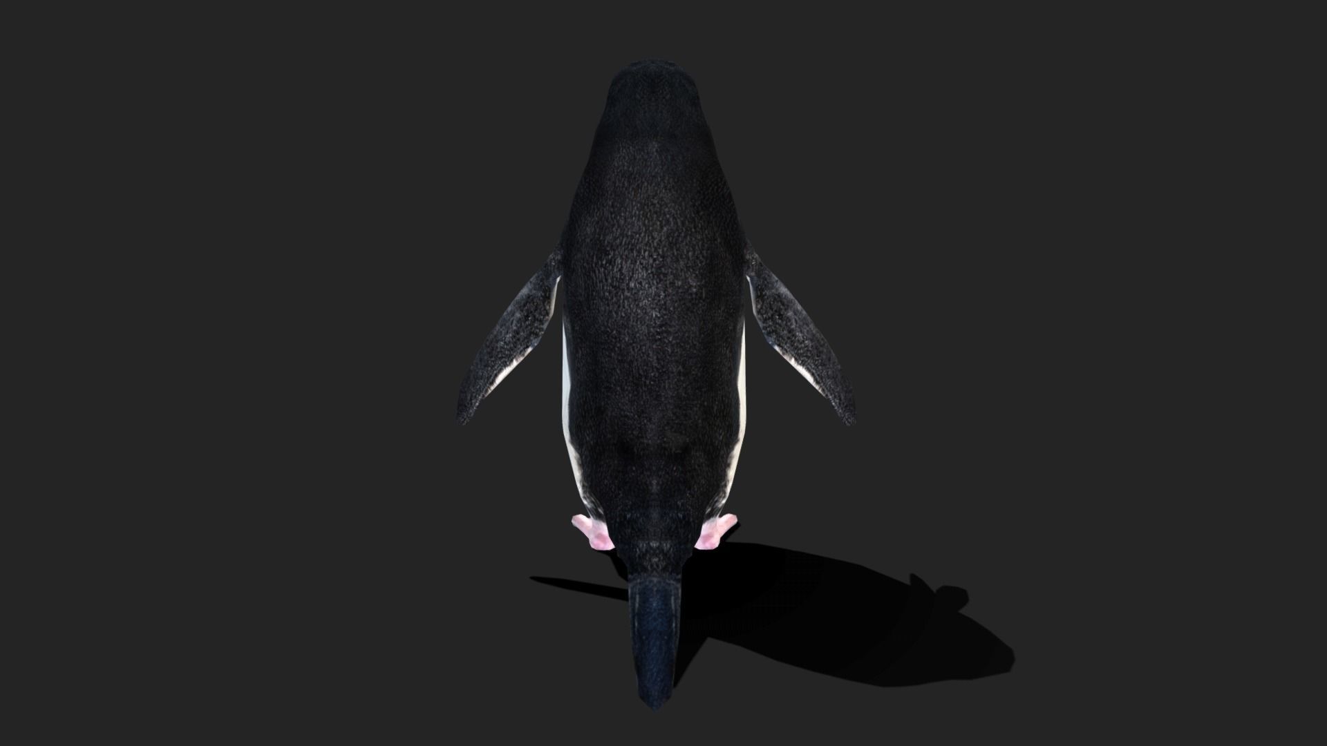 Chinstrap Penguin - Animated Low-poly 3D model_15