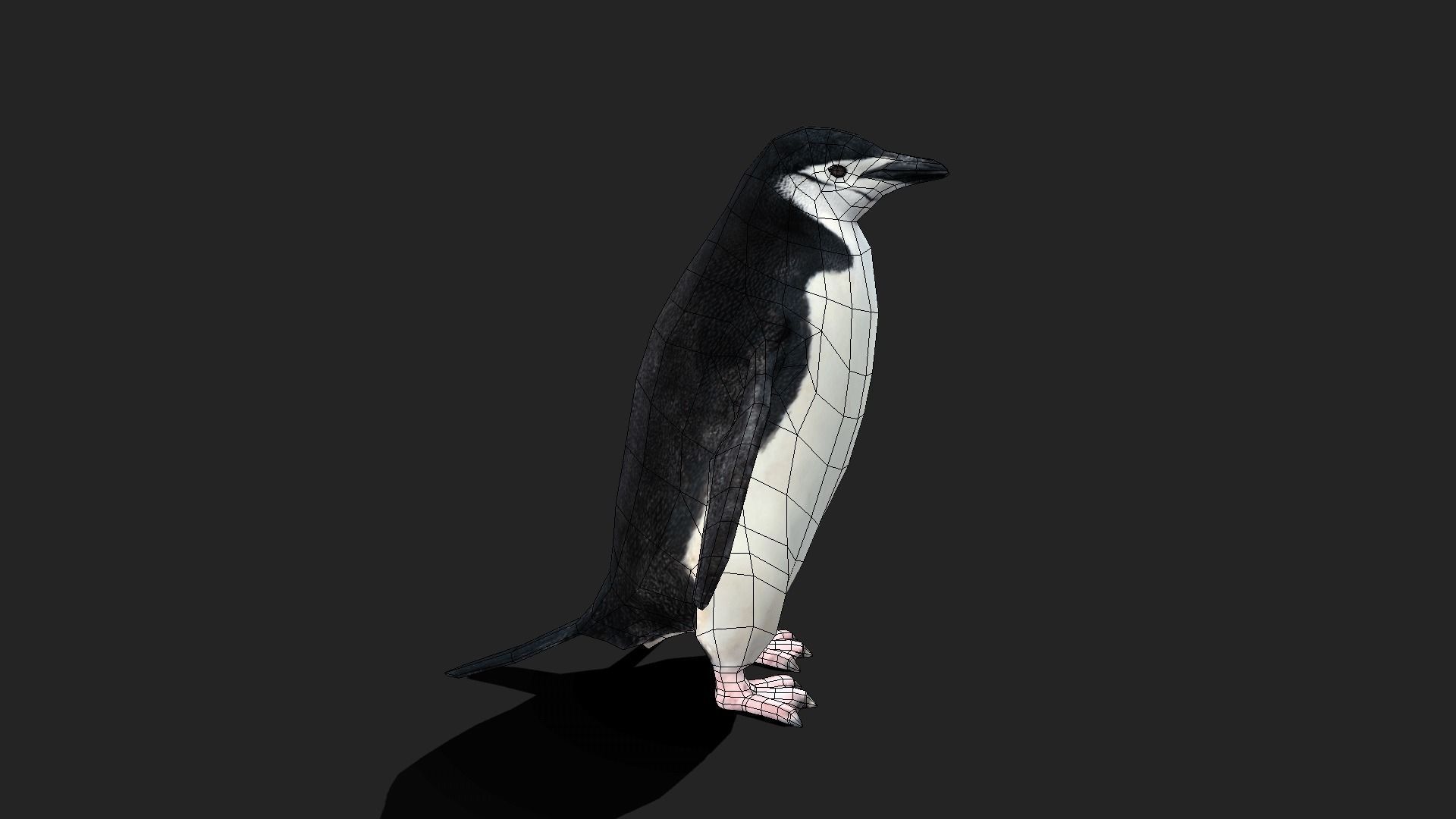Chinstrap Penguin - Animated Low-poly 3D model_16