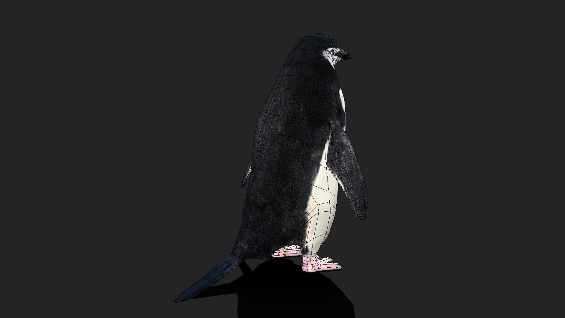 Chinstrap Penguin - Animated Low-poly 3D model_8