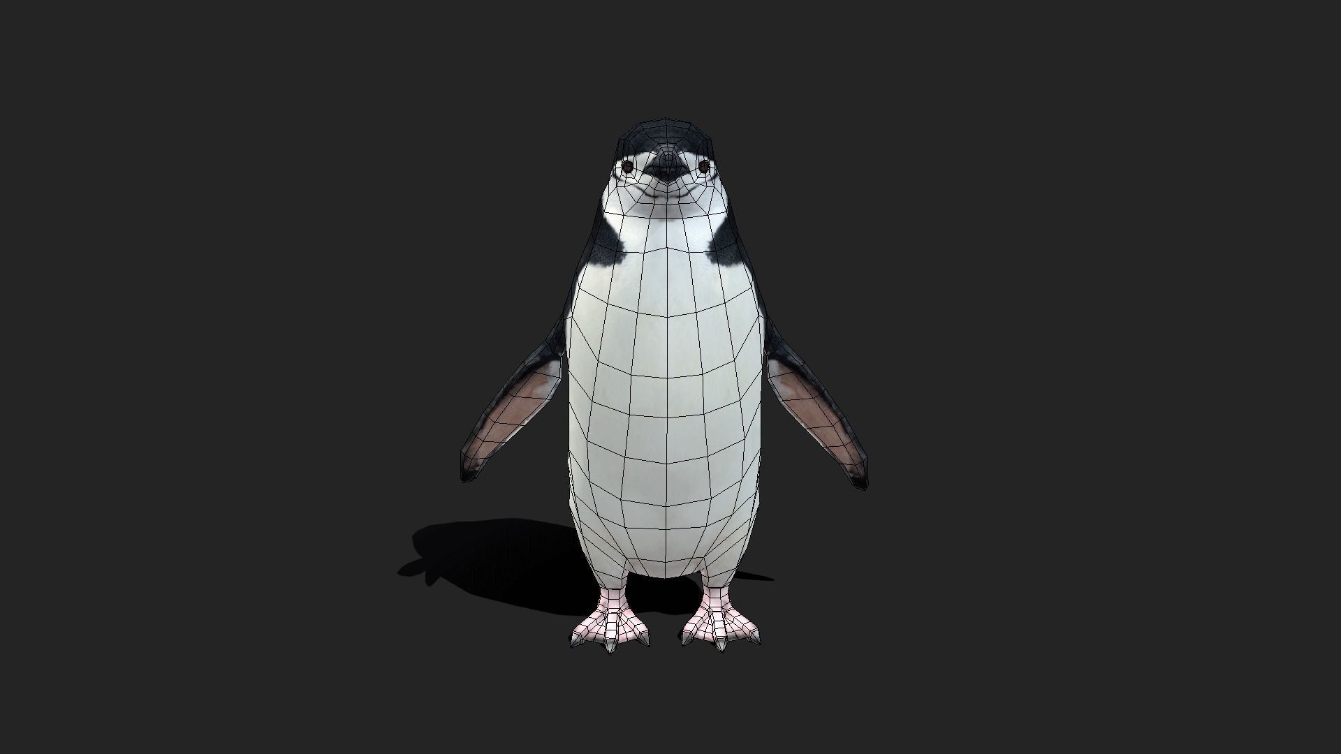 Chinstrap Penguin - Animated Low-poly 3D model_18