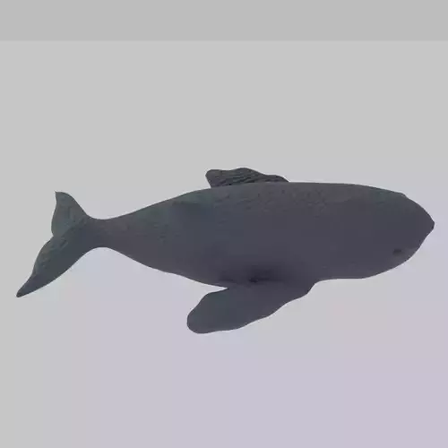 Whale - Scan Of A Clay Whale 