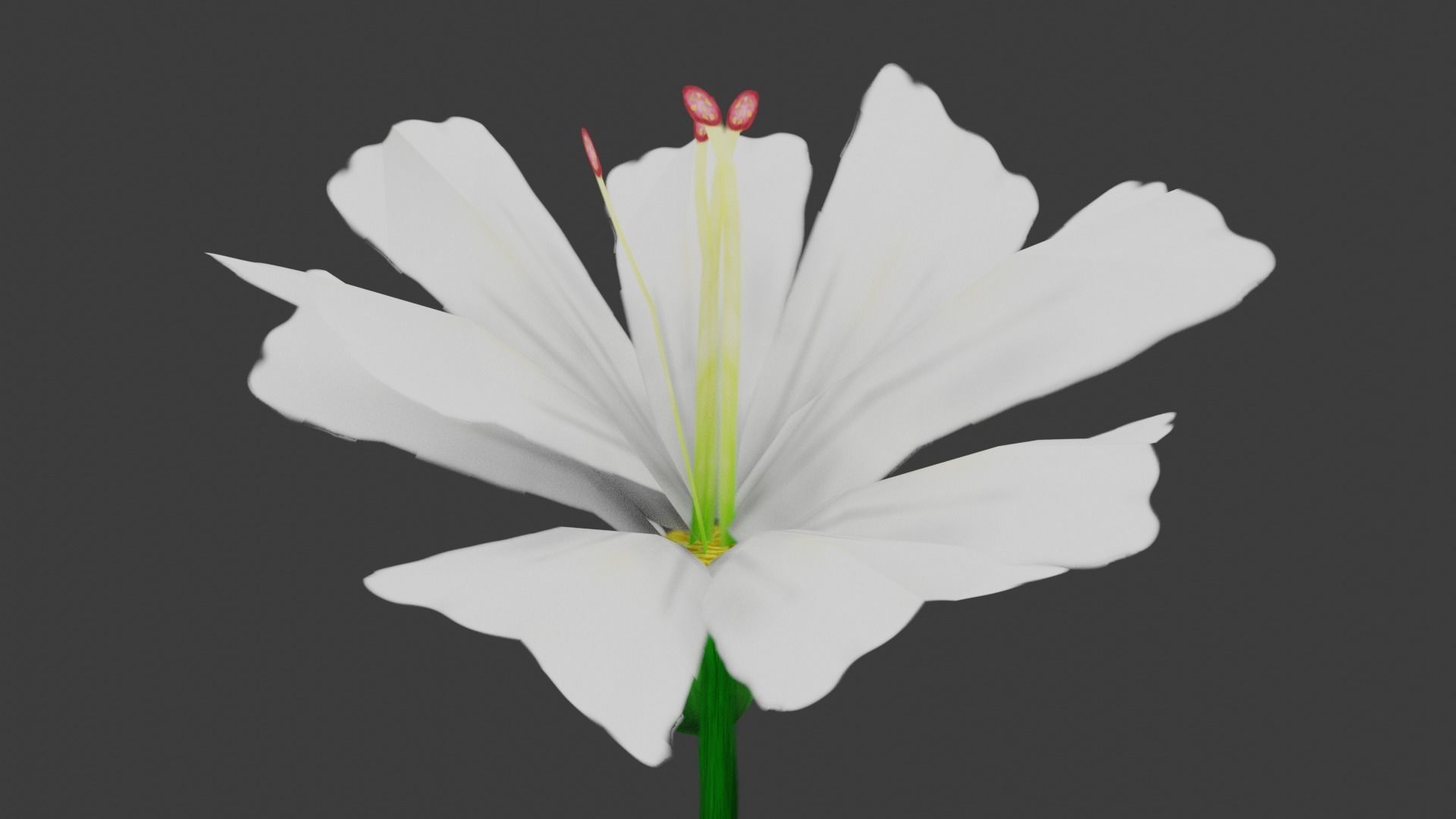 White Flower Low-poly 3D model_2