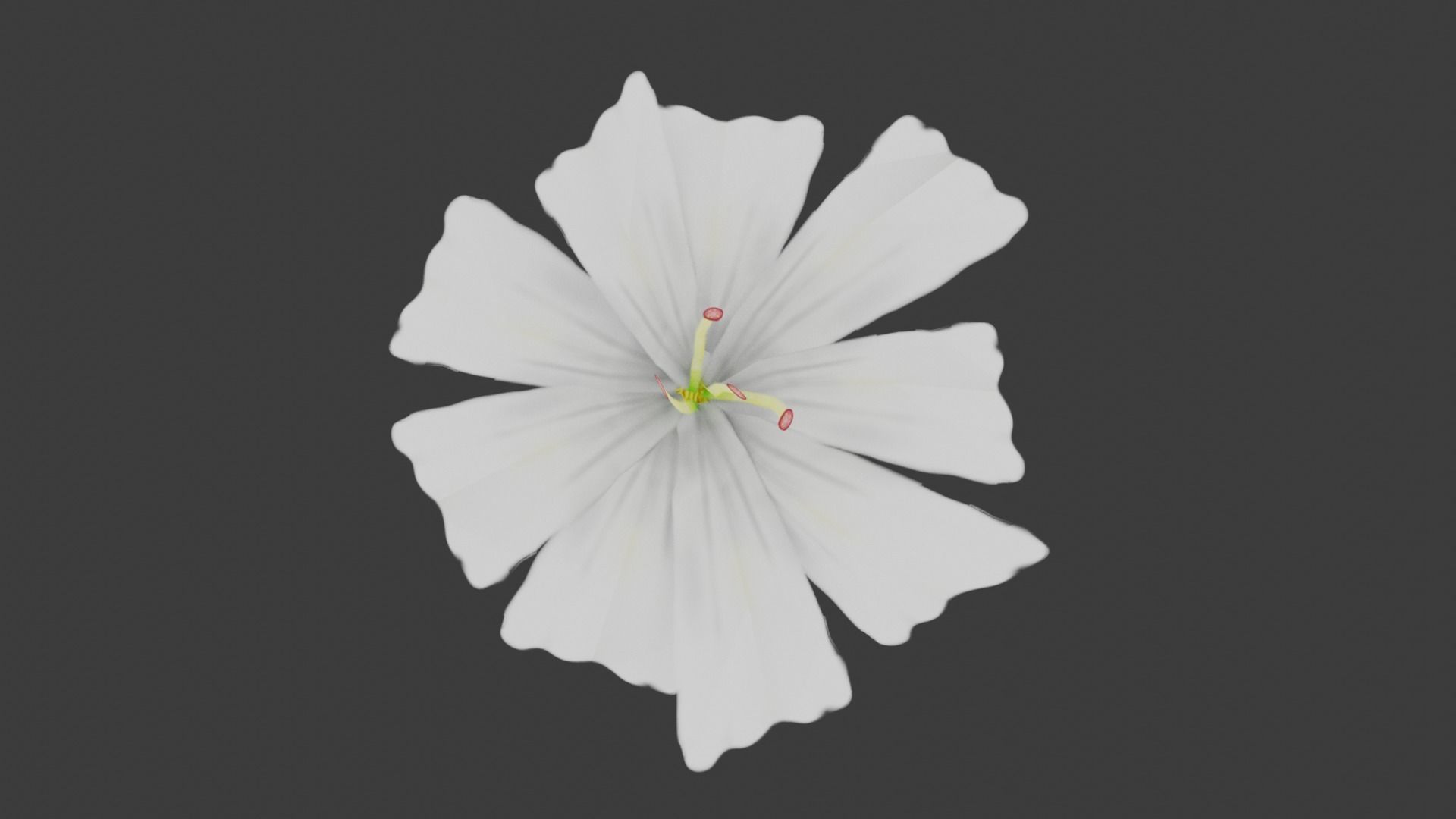 White Flower Low-poly 3D model_4