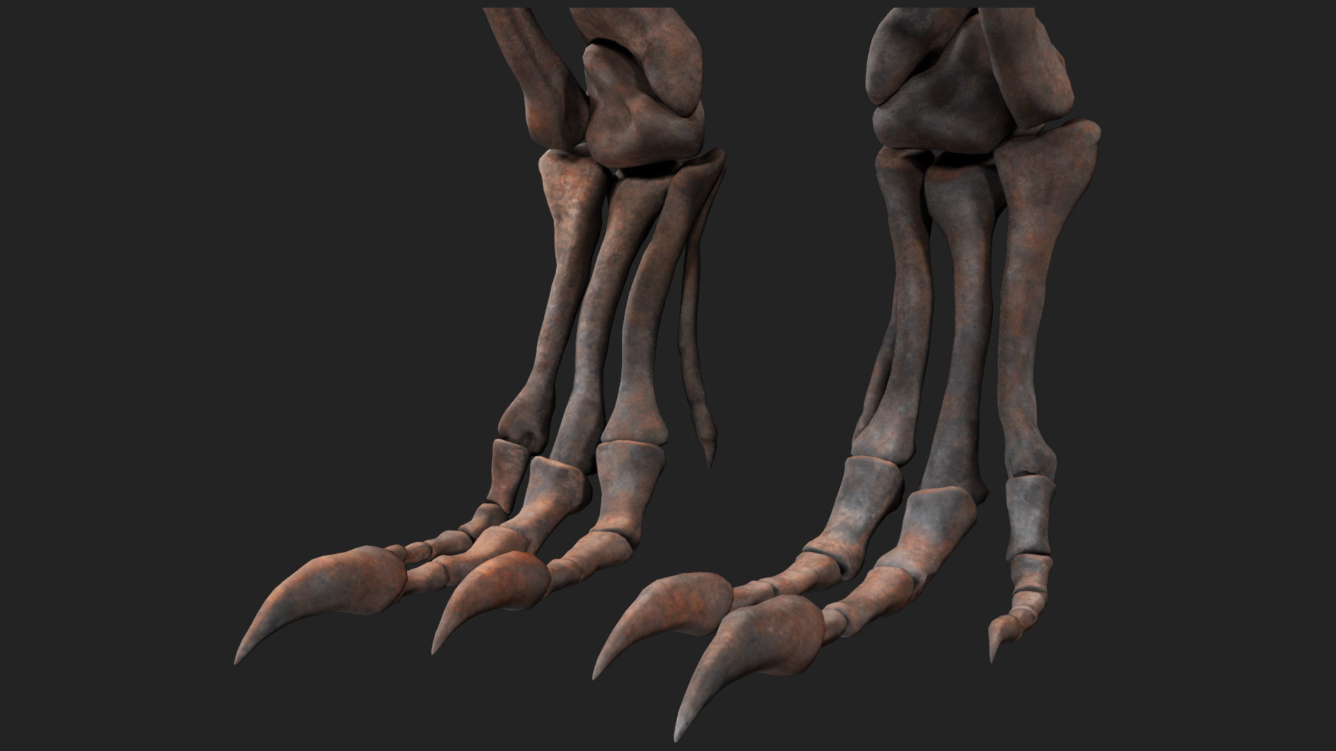 Carcharodontosaurus Skeleton 3D model_5