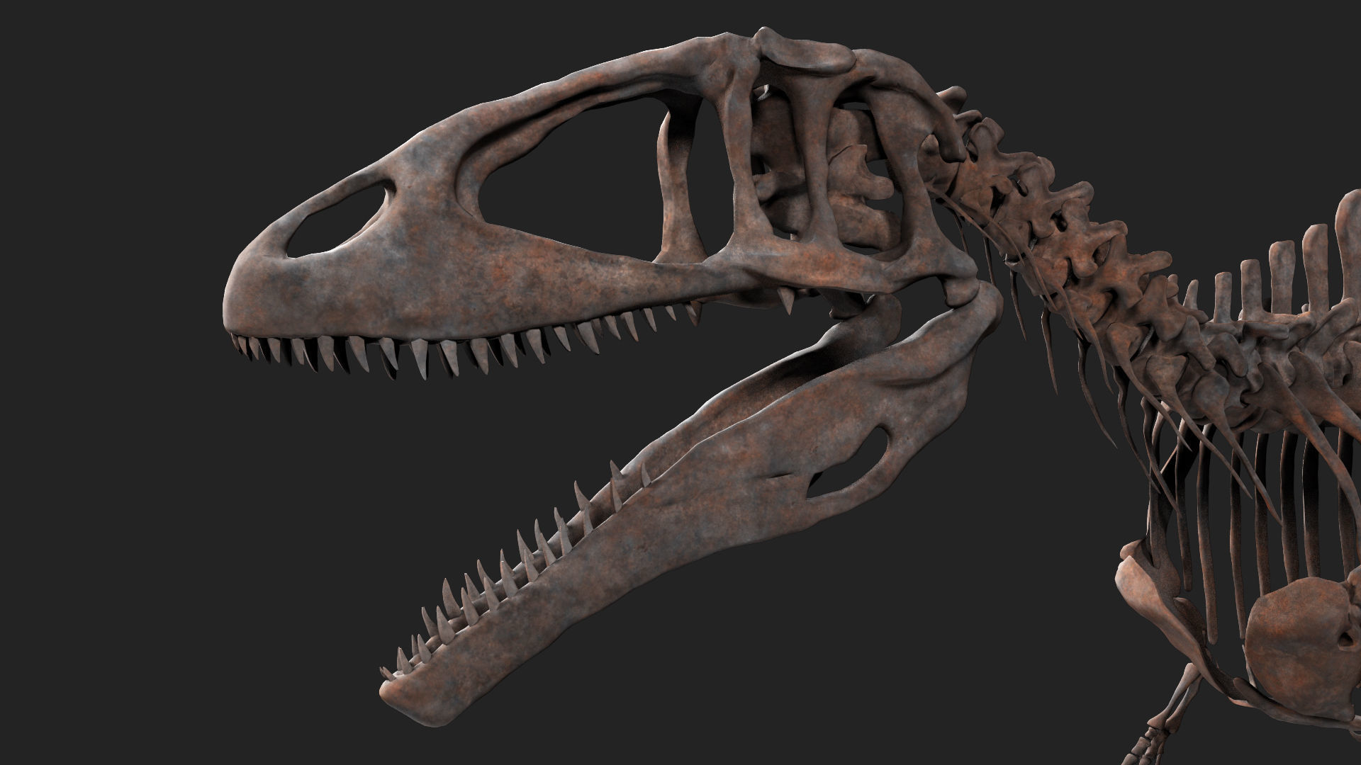 Carcharodontosaurus Skeleton 3D model_3