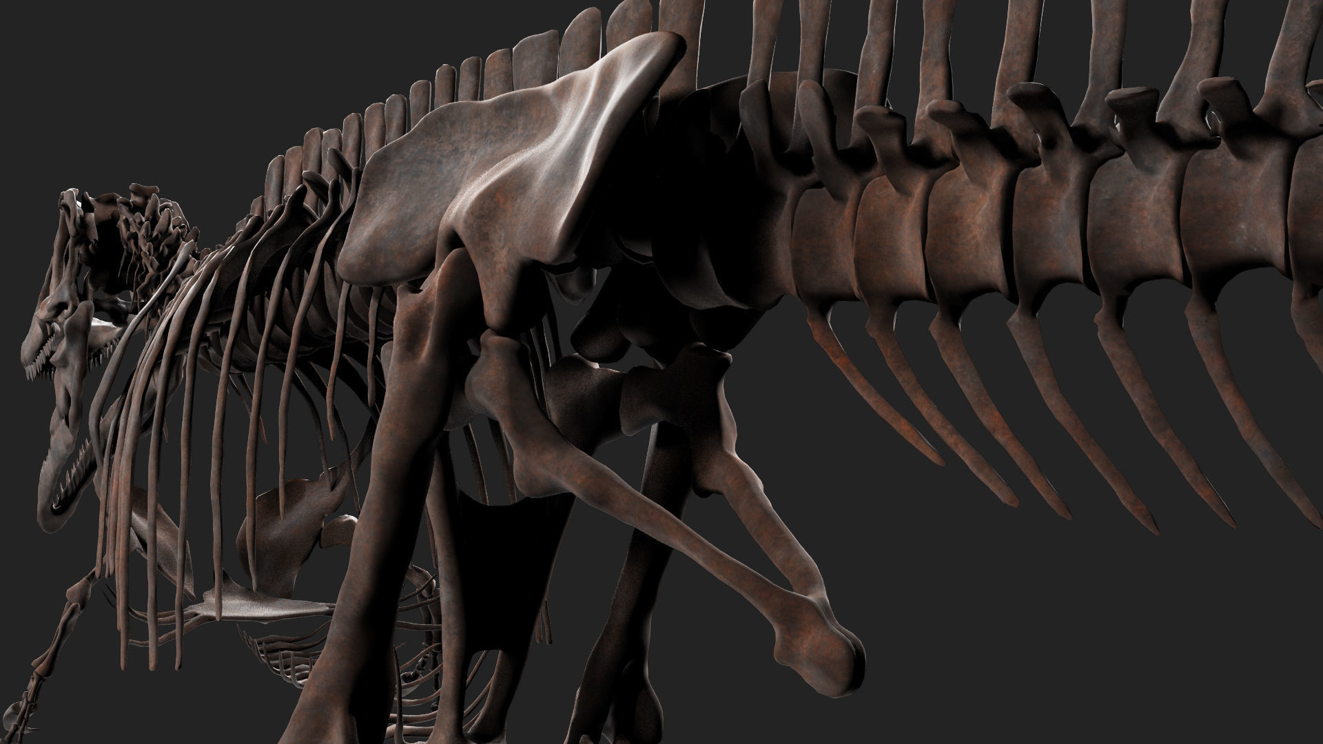 Carcharodontosaurus Skeleton 3D model_6