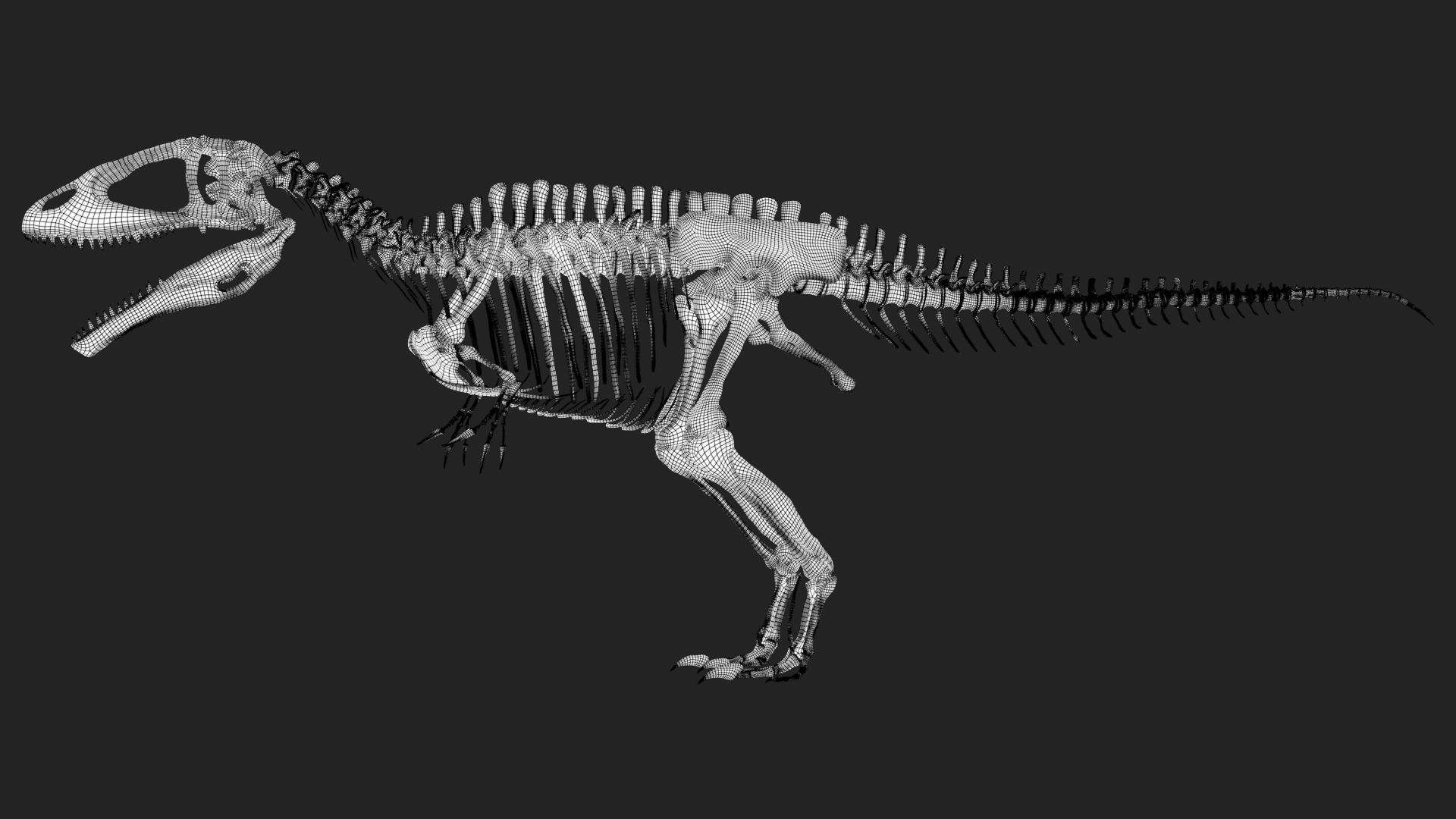 Carcharodontosaurus Skeleton 3D model_7