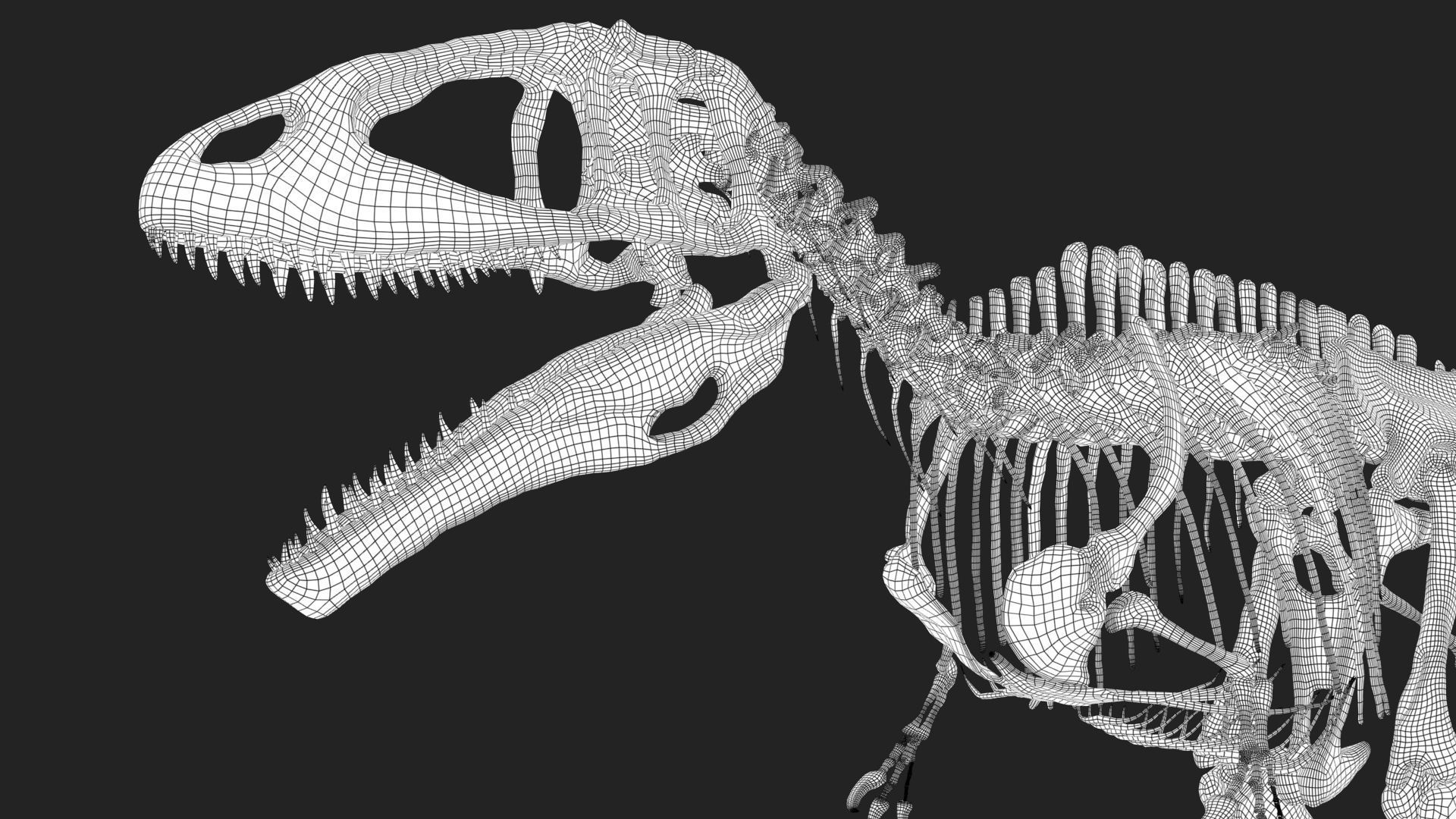 Carcharodontosaurus Skeleton 3D model_8