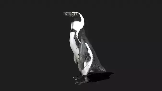 African Penguin - Animated Low-poly 3D model