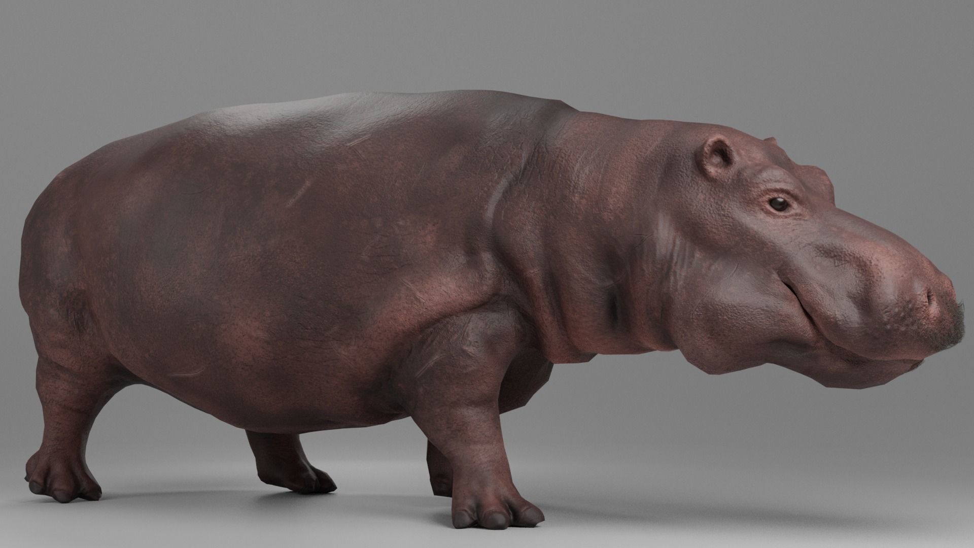 Hippopotamus Rigged Low-poly 3D model_5