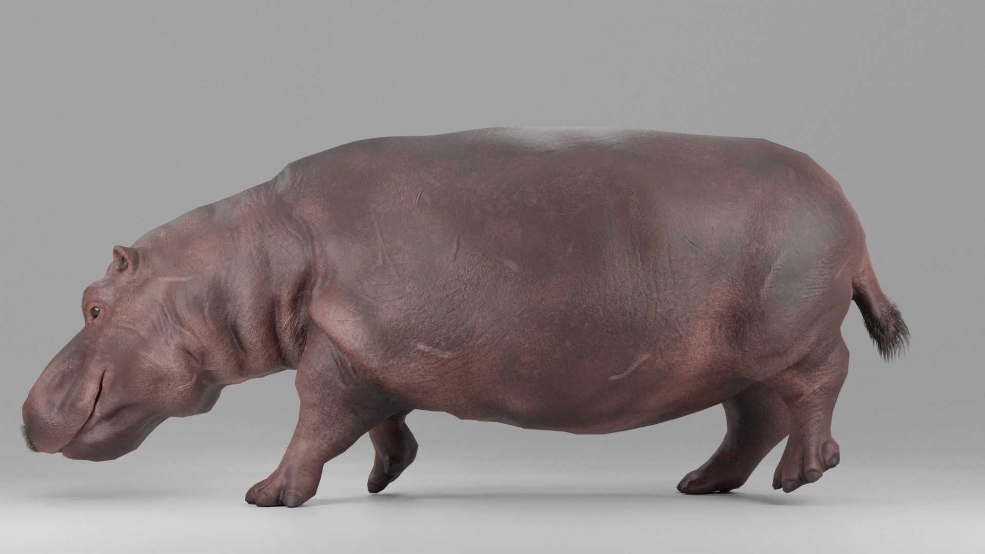 Hippopotamus Rigged Low-poly 3D model_7
