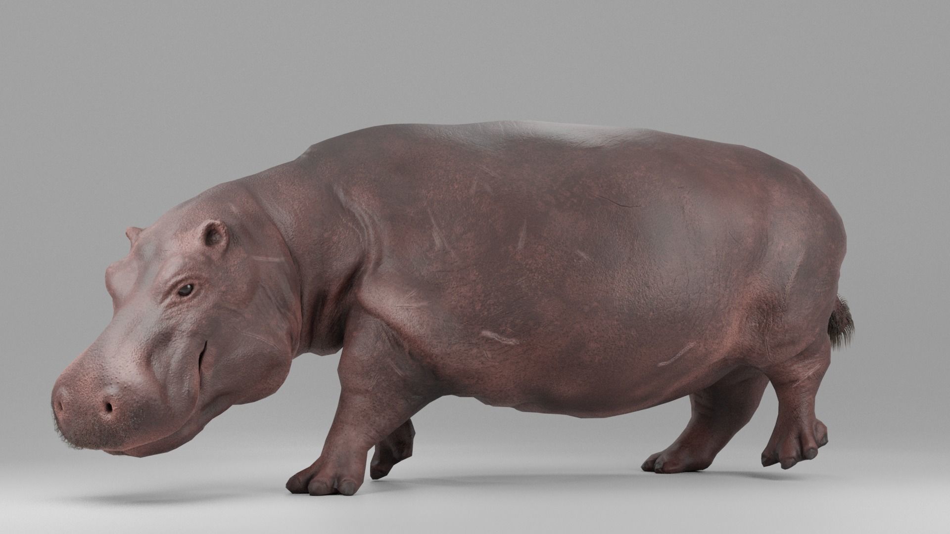 Hippopotamus Rigged Low-poly 3D model_3